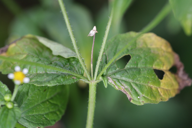 Galinsoga parviflora - leaves