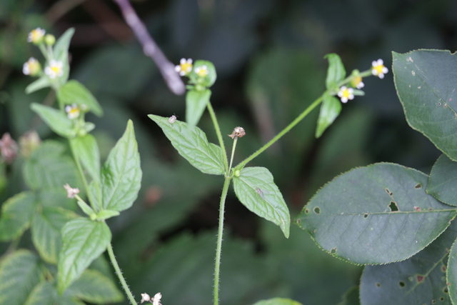 Galinsoga parviflora - leaves