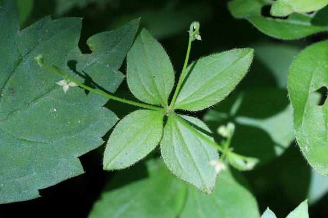 Galium circaezans - leaves