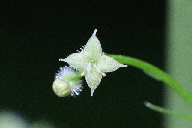 Galium triflorum