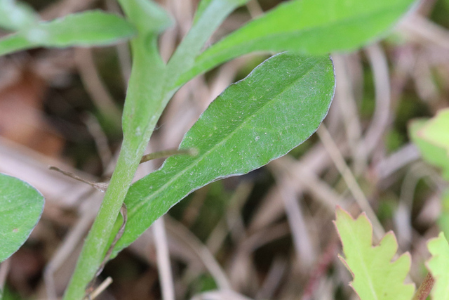 Gamochaeta purpurea - leaves