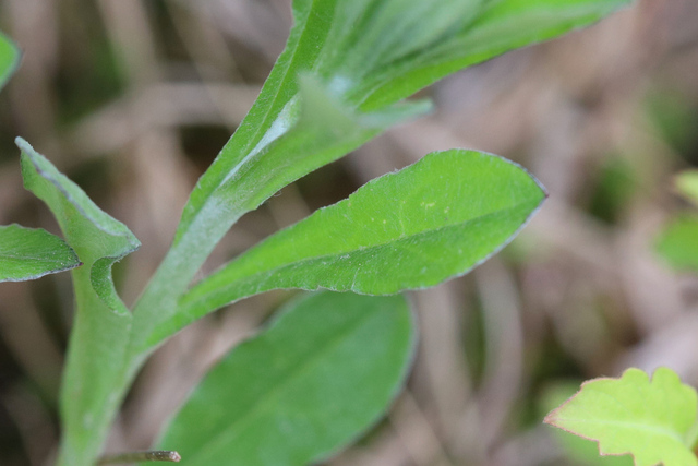 Gamochaeta purpurea - leaves
