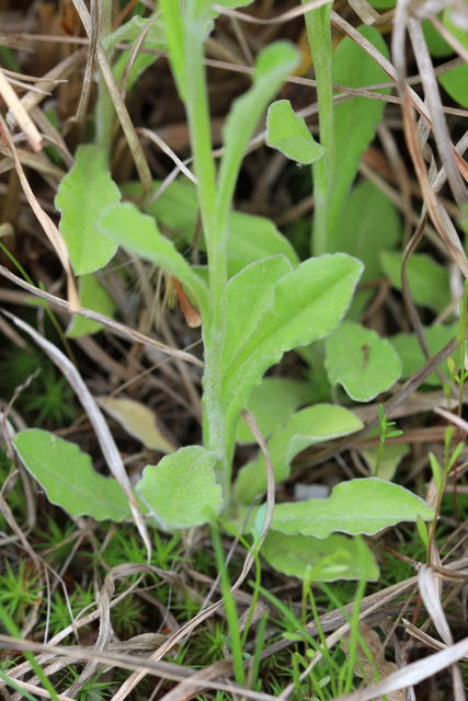 Gamochaeta purpurea - leaves