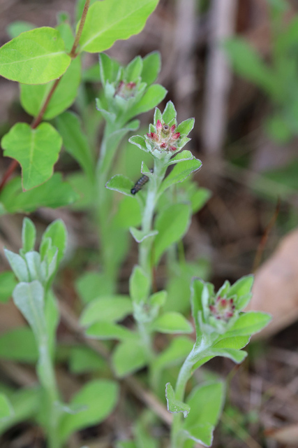 Gamochaeta purpurea - plants