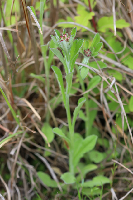 Gamochaeta purpurea - plants