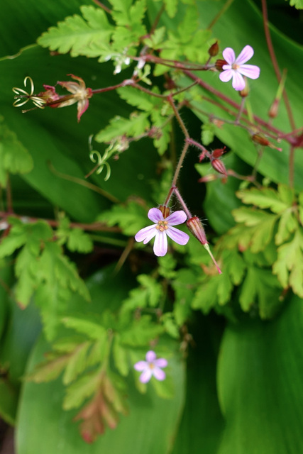 Geranium robertianum