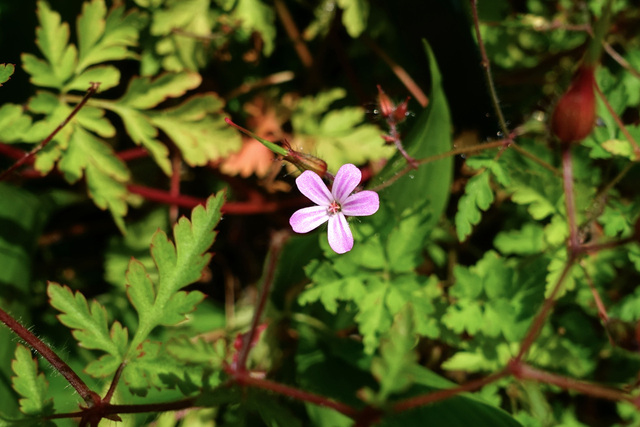 Geranium robertianum