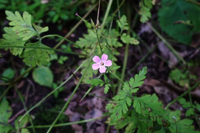 Geranium robertianum