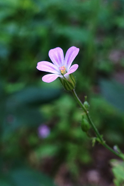Geranium robertianum