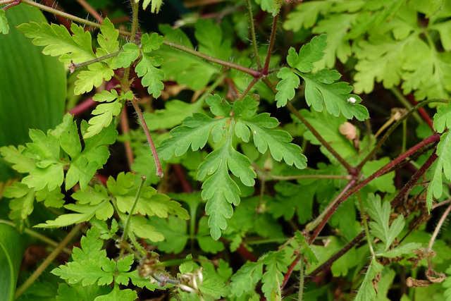 Geranium robertianum - leaves