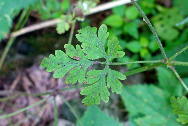 Geranium robertianum - leaves