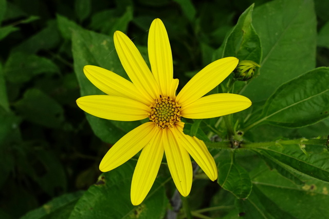 Helianthus tuberosus
