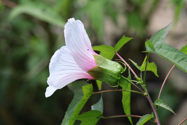 Hibiscus laevis