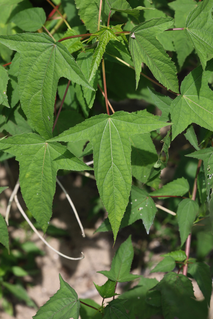 Hibiscus laevis - leaves