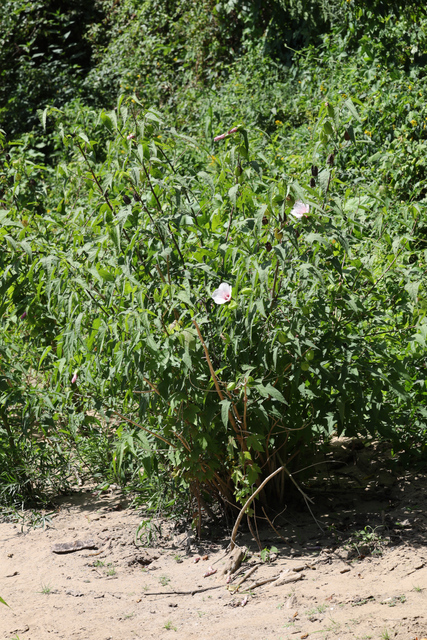 Hibiscus laevis - plant