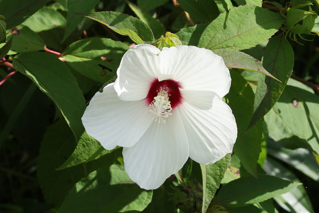Hibiscus moscheutos