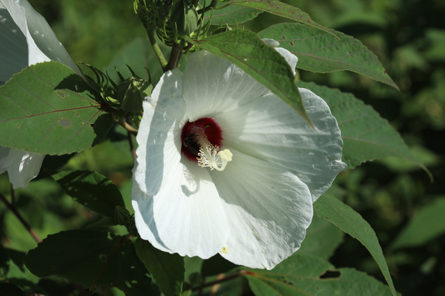 Hibiscus moscheutos