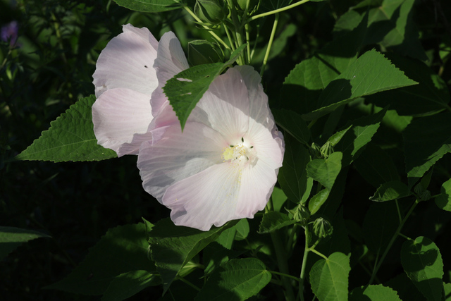Hibiscus moscheutos