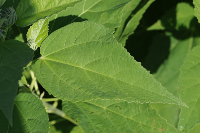 Hibiscus moscheutos - leaves