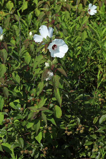 Hibiscus moscheutos - plants