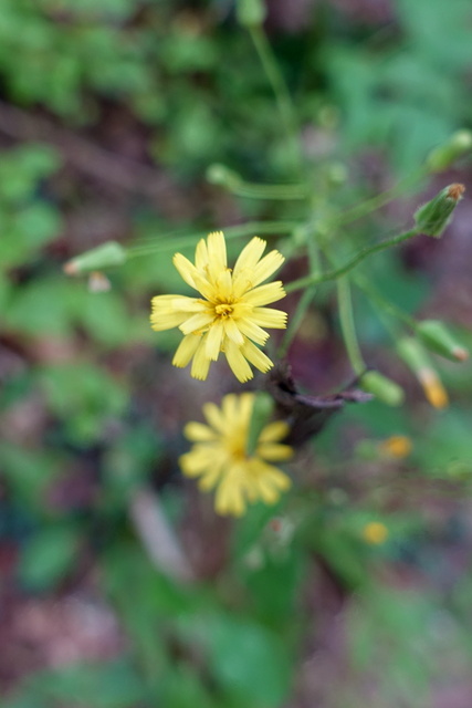 Hieracium gronovii