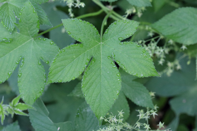 Humulus scandens - leaves