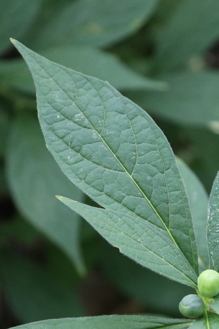 Hybanthus concolor - leaves