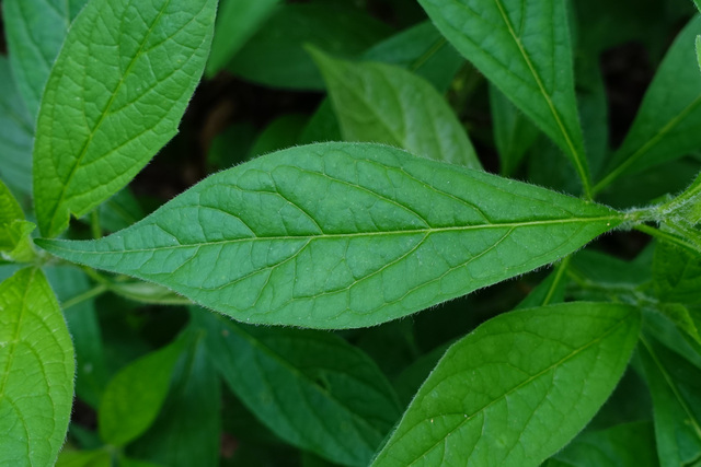 Hybanthus concolor - leaves