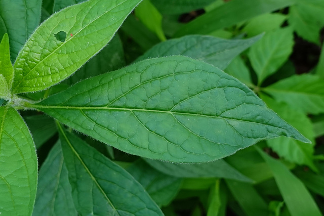 Hybanthus concolor - leaves
