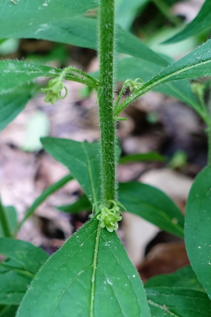 Hybanthus concolor - stem