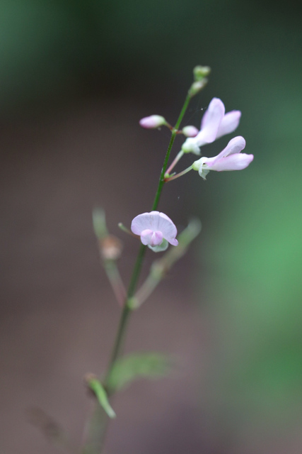 Hylodesmum glutinosum