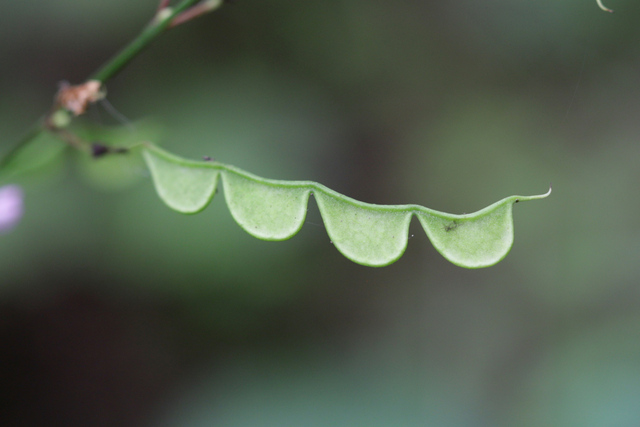 Hylodesmum glutinosum - fruit