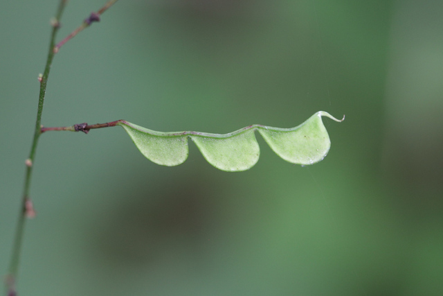 Hylodesmum glutinosum - fruit