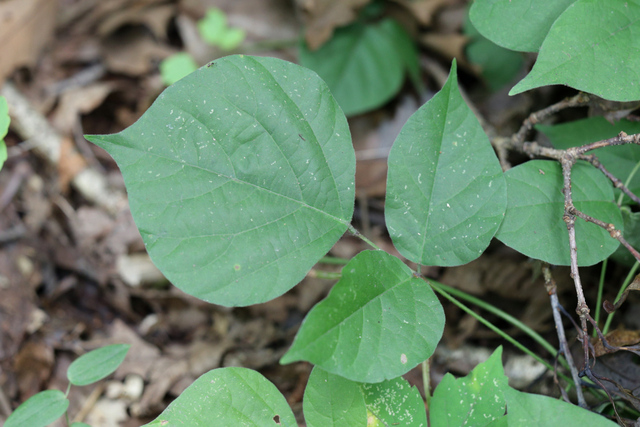 Hylodesmum glutinosum - leaves
