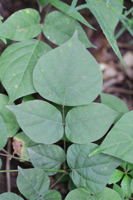 Hylodesmum glutinosum - leaves