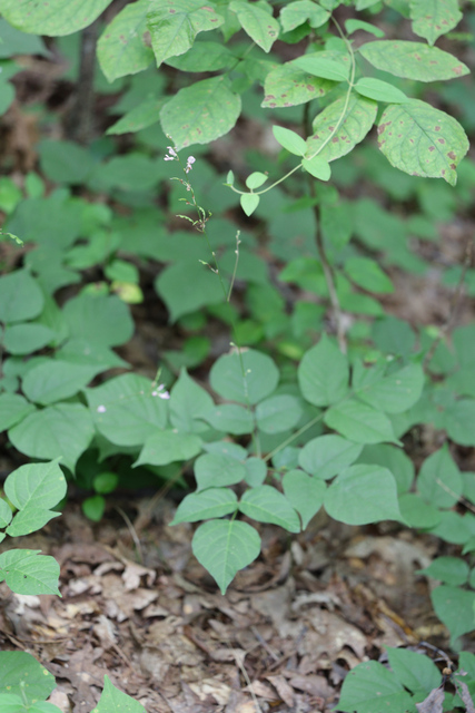 Hylodesmum glutinosum - plant