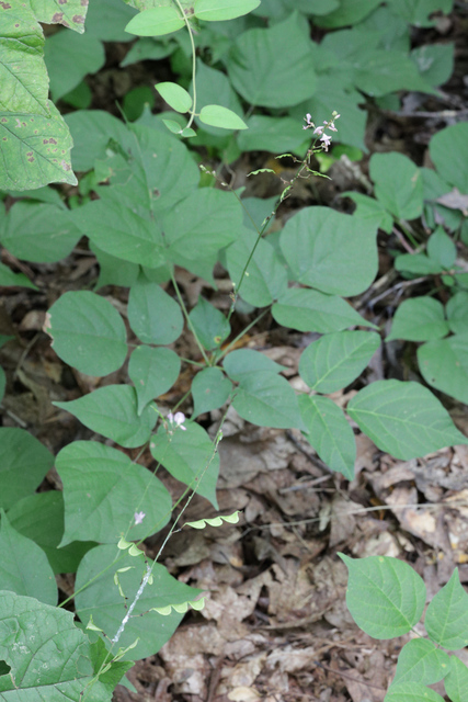 Hylodesmum glutinosum - plant