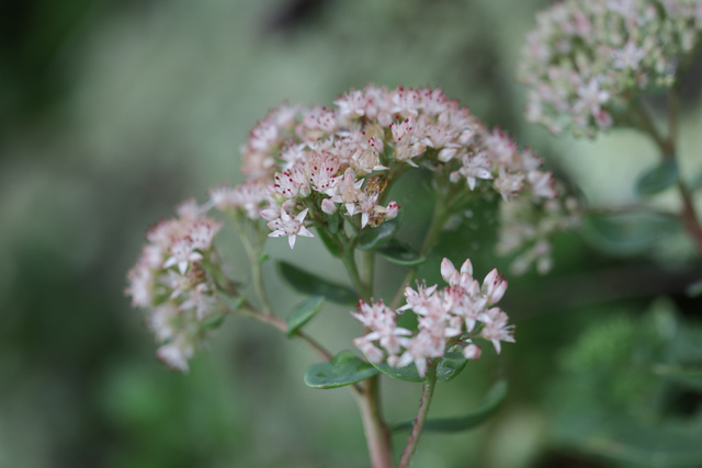 Hylotelephium telephioides