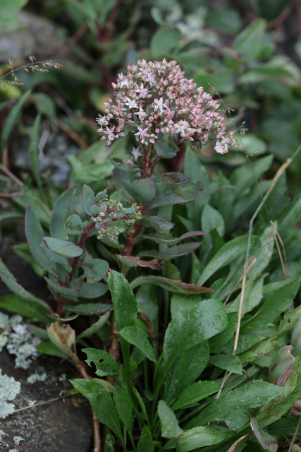 Hylotelephium telephioides - plant