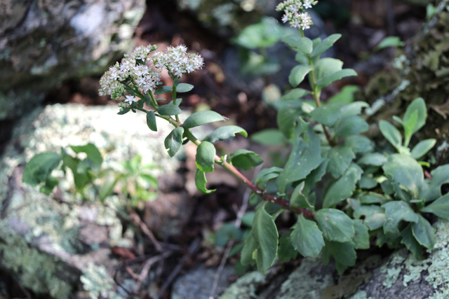Hylotelephium telephioides - plant