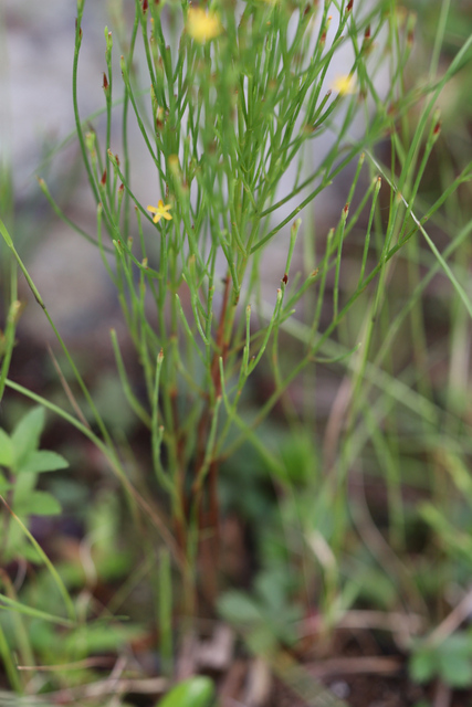 Hypericum gentianoides