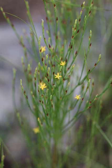 Hypericum gentianoides - plant