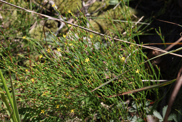 Hypericum gentianoides - plants