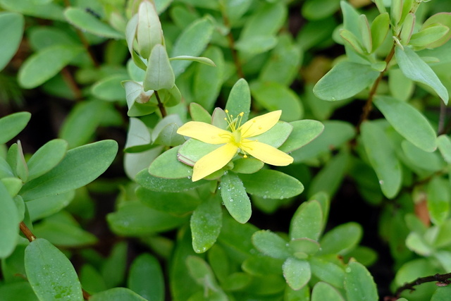 Hypericum stragulum