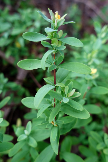 Hypericum stragulum - leaves