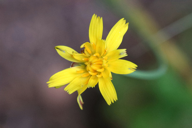 Hypochaeris radicata