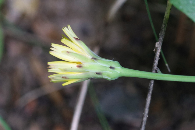 Hypochaeris radicata