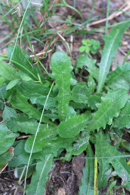 Hypochaeris radicata - leaves