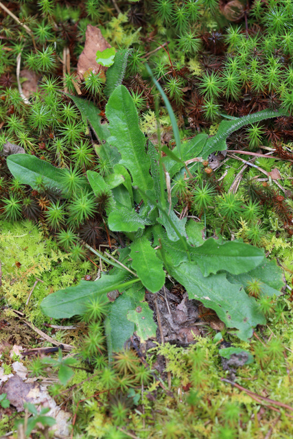 Hypochaeris radicata - leaves