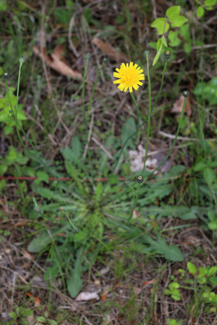 Hypochaeris radicata - plant